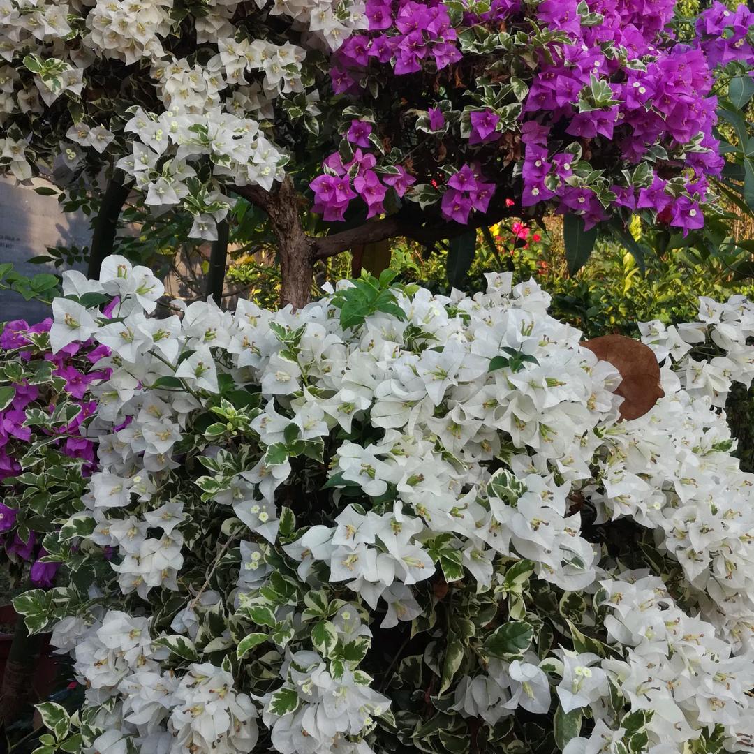 🥀邓火🔥辉皇💞