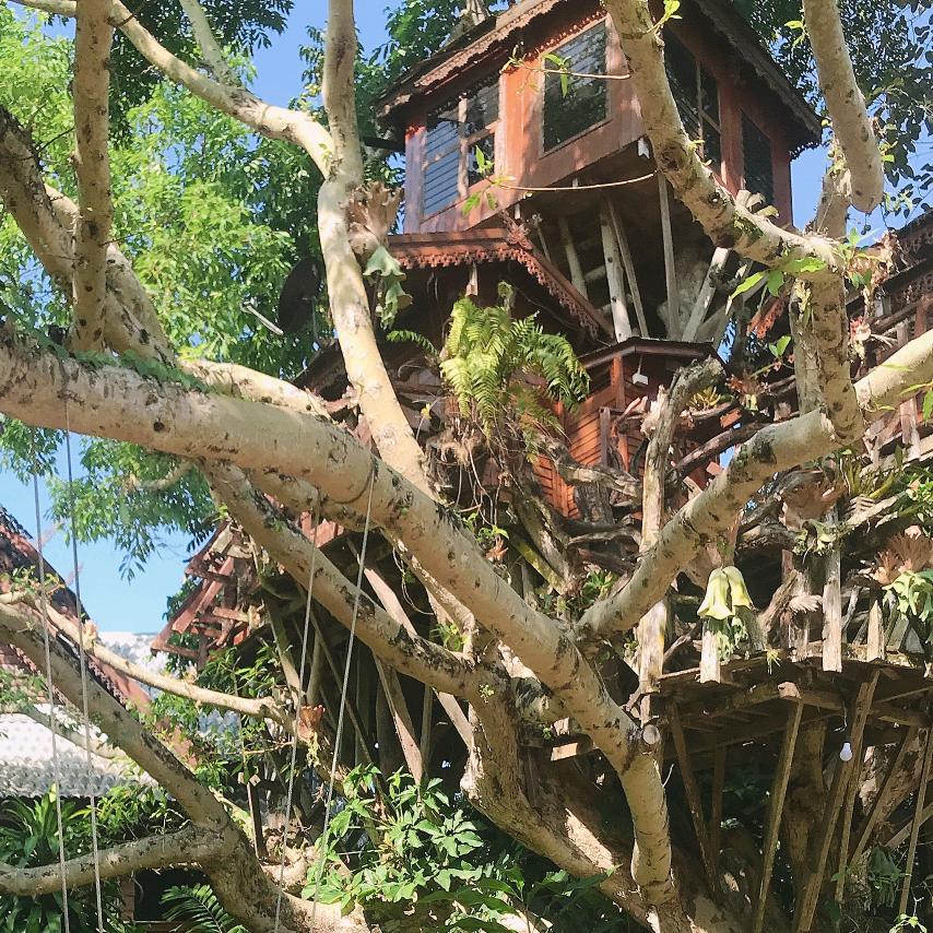 凤丹白露