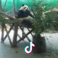 英纹