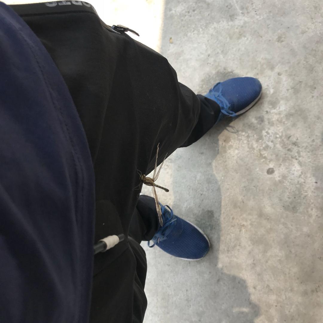 不 羡 仙