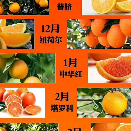秭归脐橙