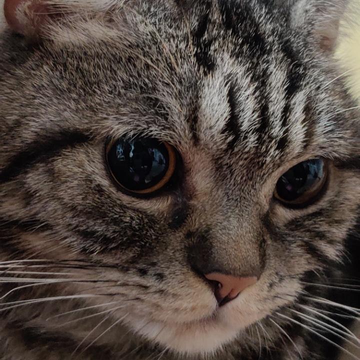 阿狸是只猫