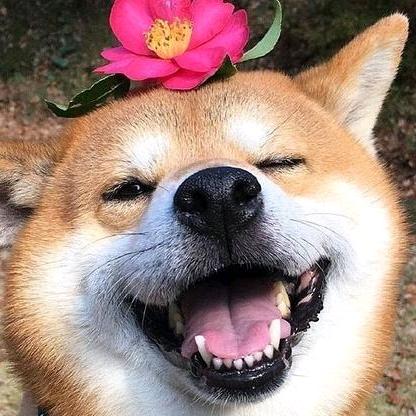 小鱼鱼