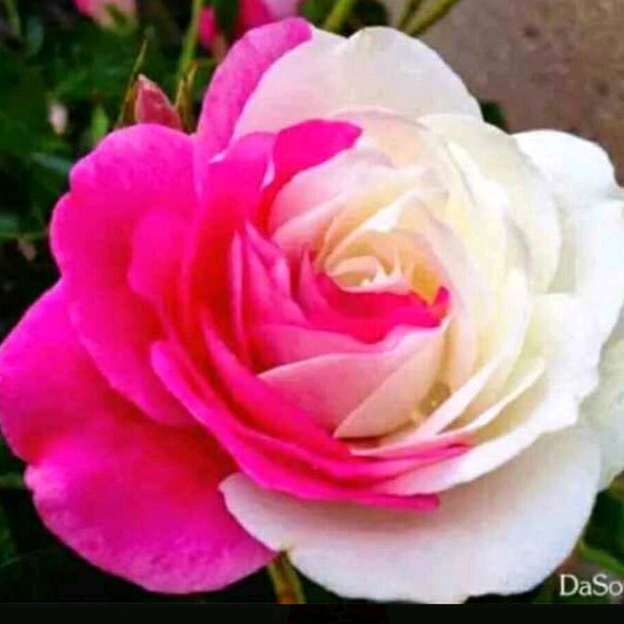 尉智大虾(新疆店)