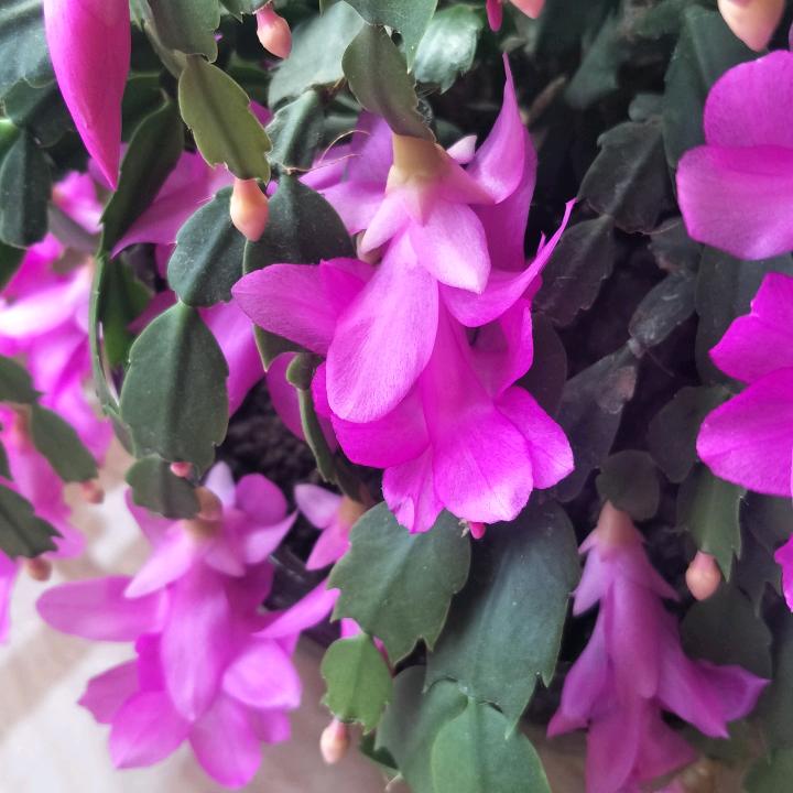 假老练
