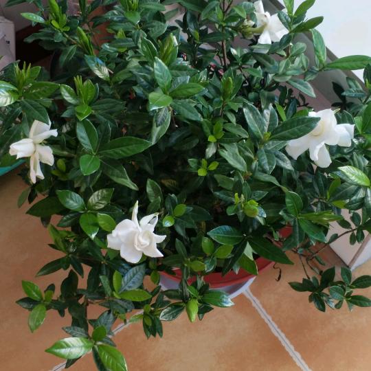 栀子花