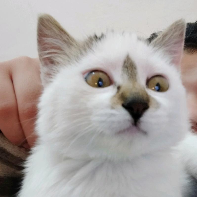 大狗家的兜兜