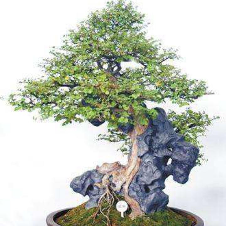 情缘花卉