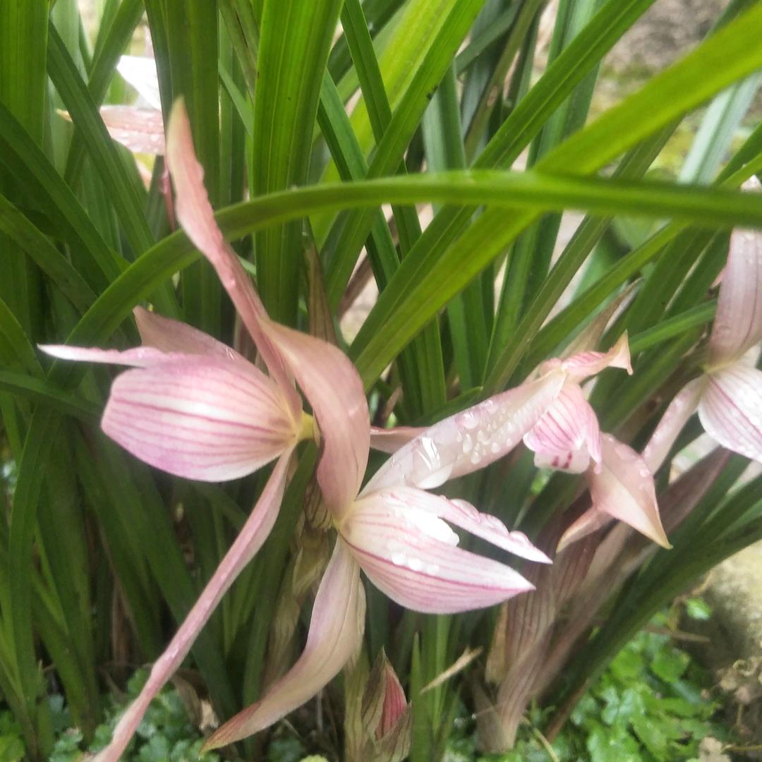 黔桂情缘