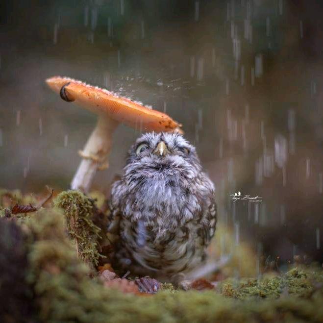 可尔美动物进出口有限公司