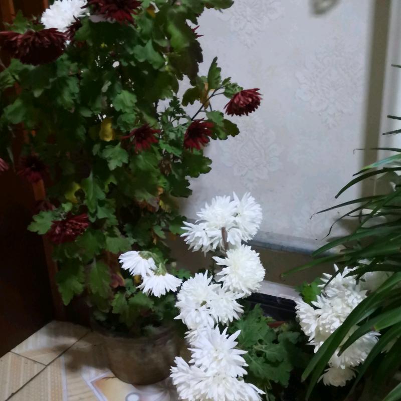 小白兔