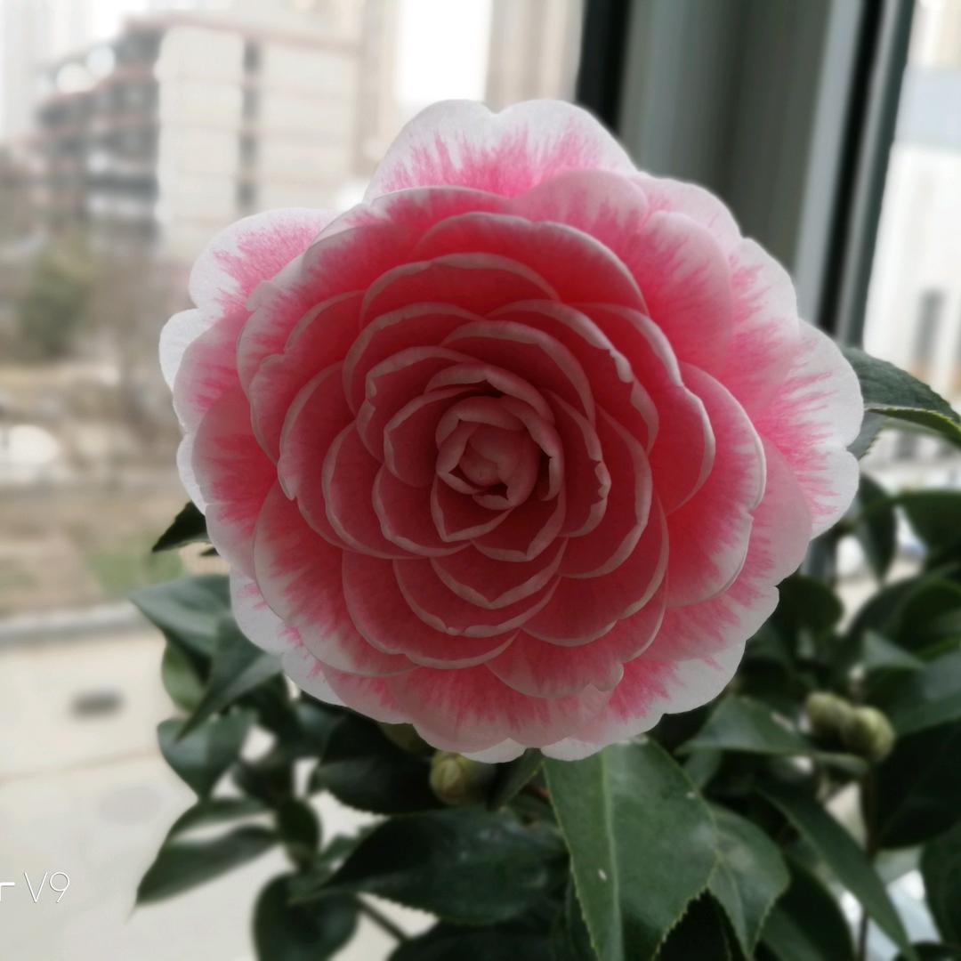 野叟闲童