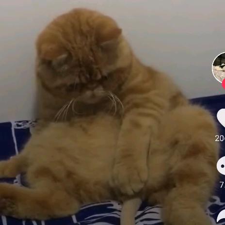 一只小肥猫