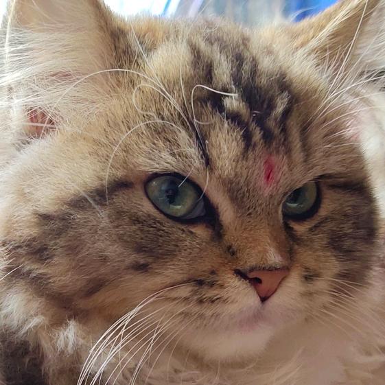 源星格小姐姐的猫