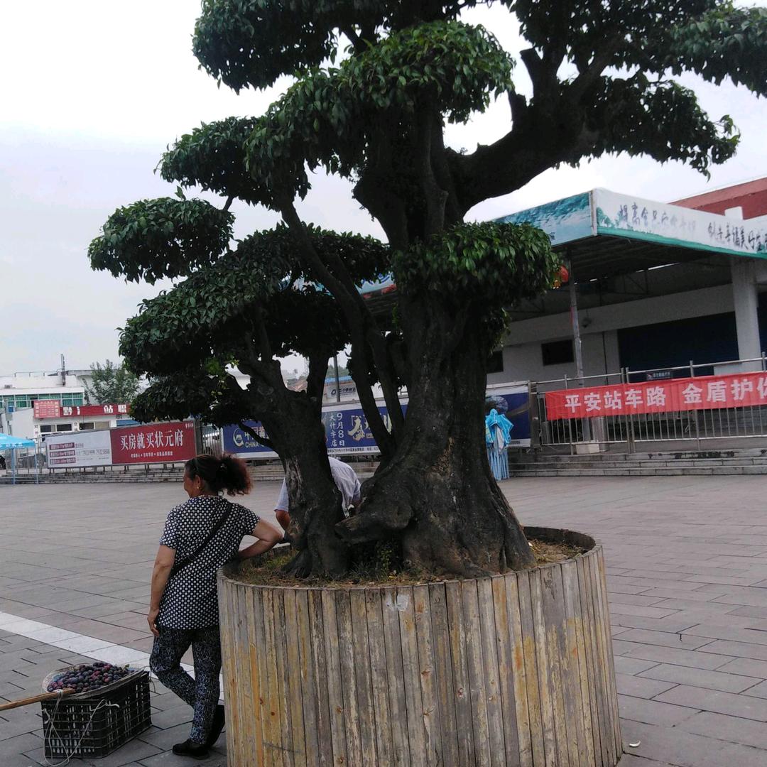 为你停留