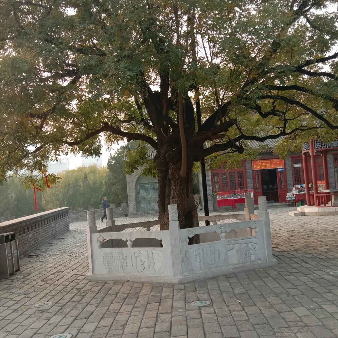 刚