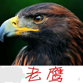 老鹰