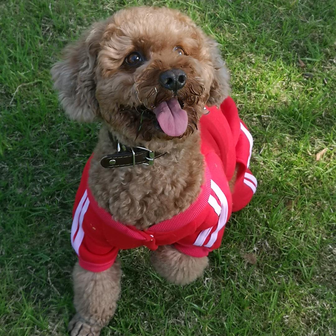 多多游