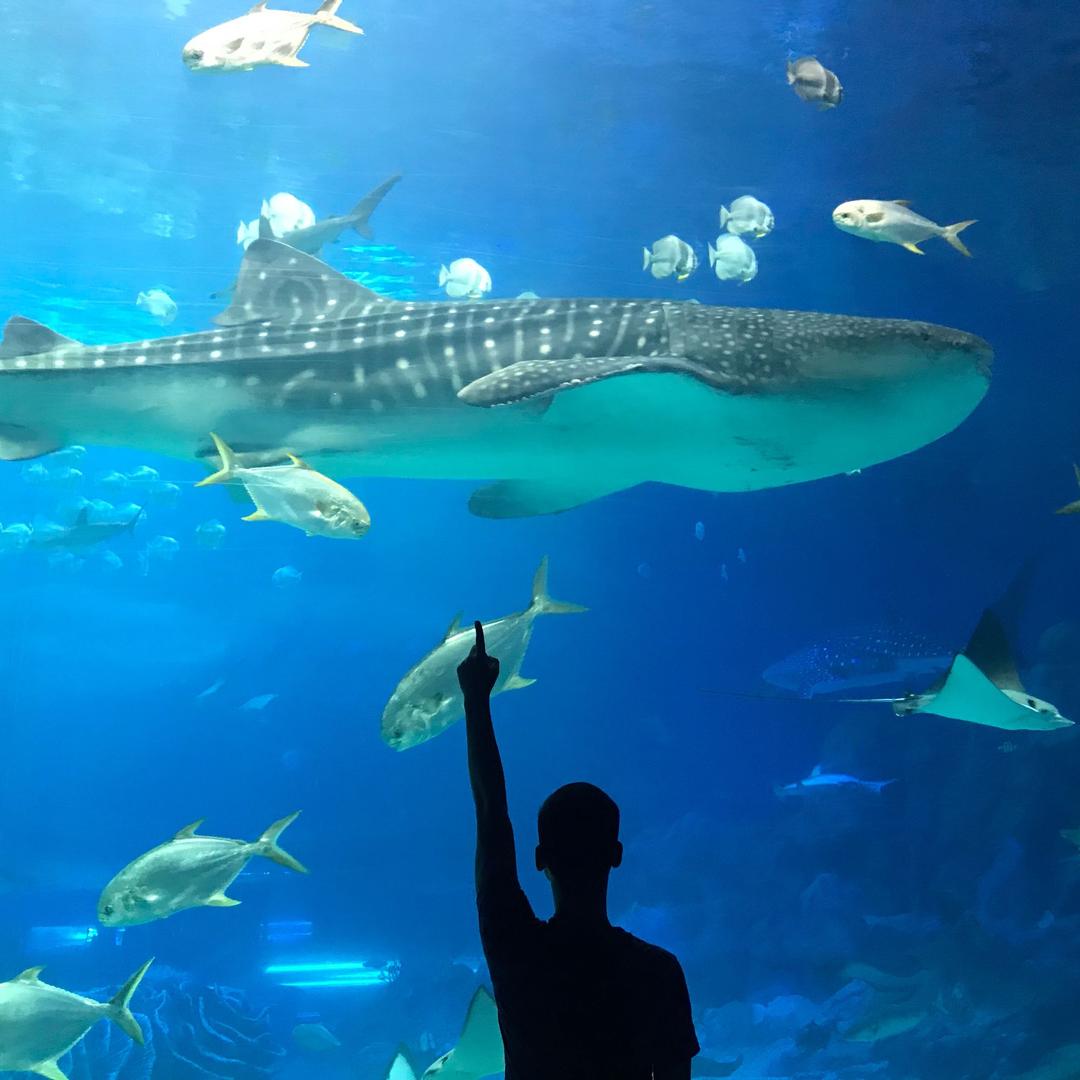 爱抹茶和🥕的猫