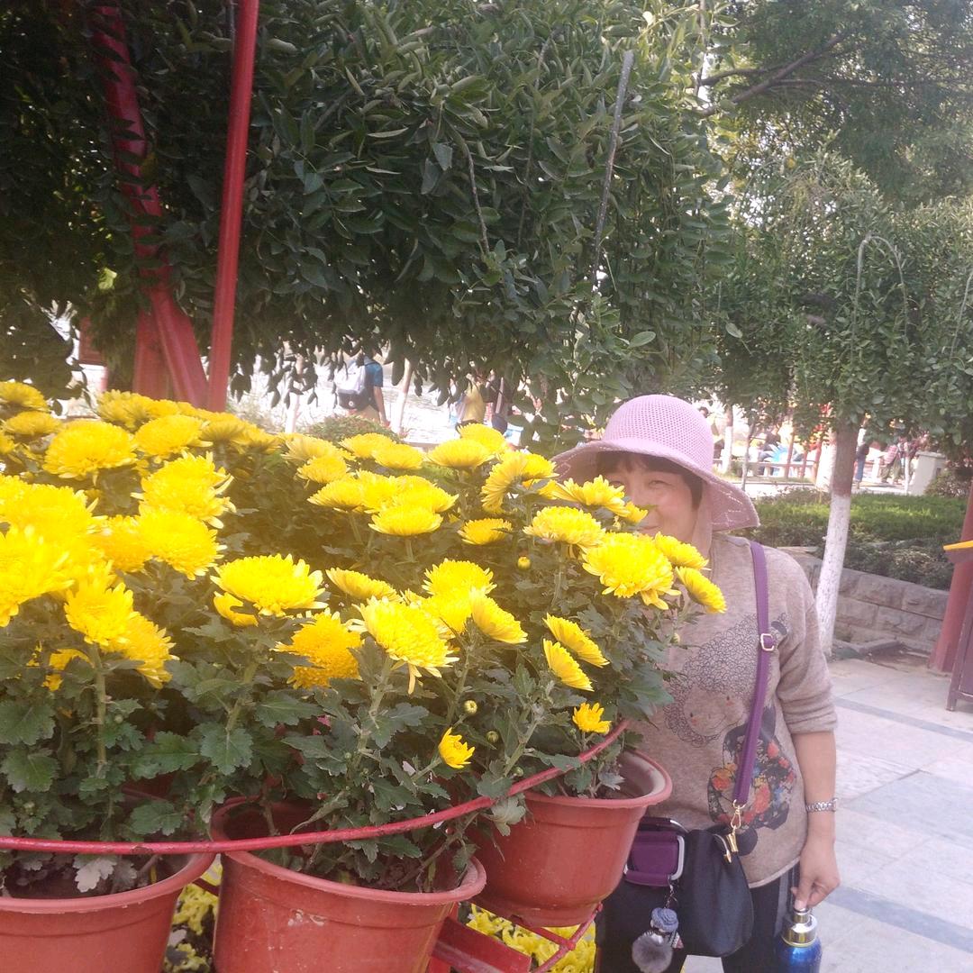 映日荷花