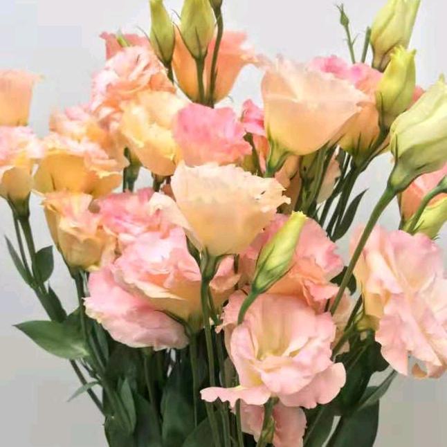 莲莲