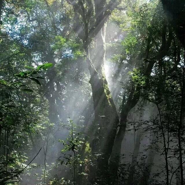 行走在茶山里的草木人