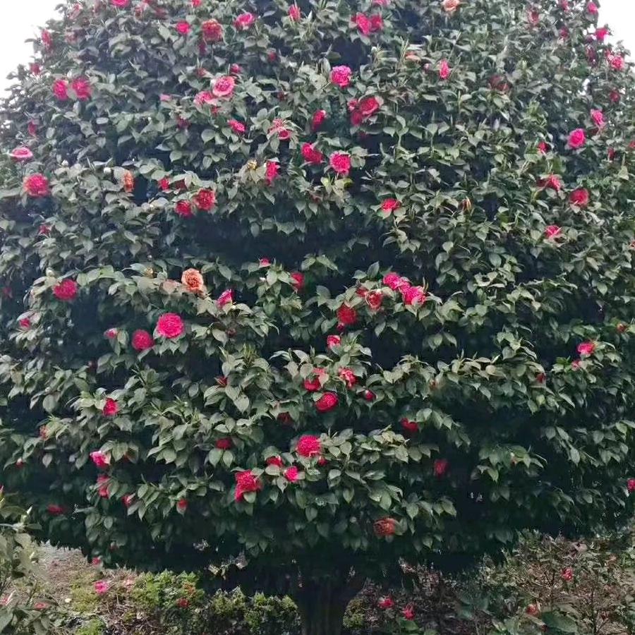 茶花销售