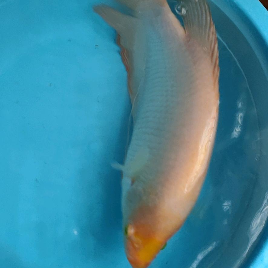 国家一级竞技垂钓喂鱼大师𓆡𓆝𓆟𓆜