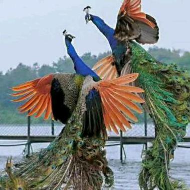 遂川茶馆，土特产，各种小炒，木桶饭！