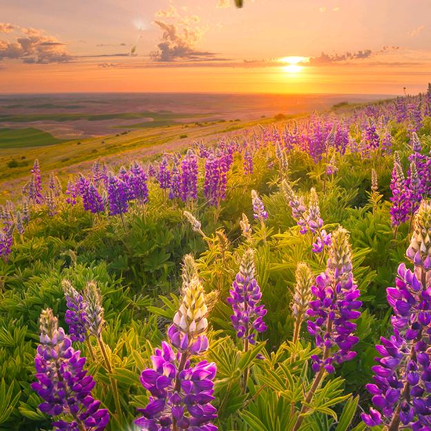 幸福一生┏ (^ω^)=☞