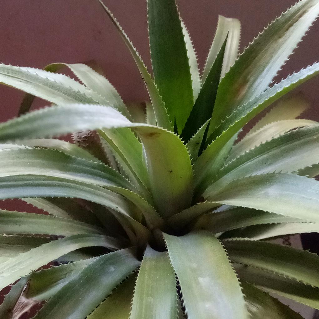 花儿开