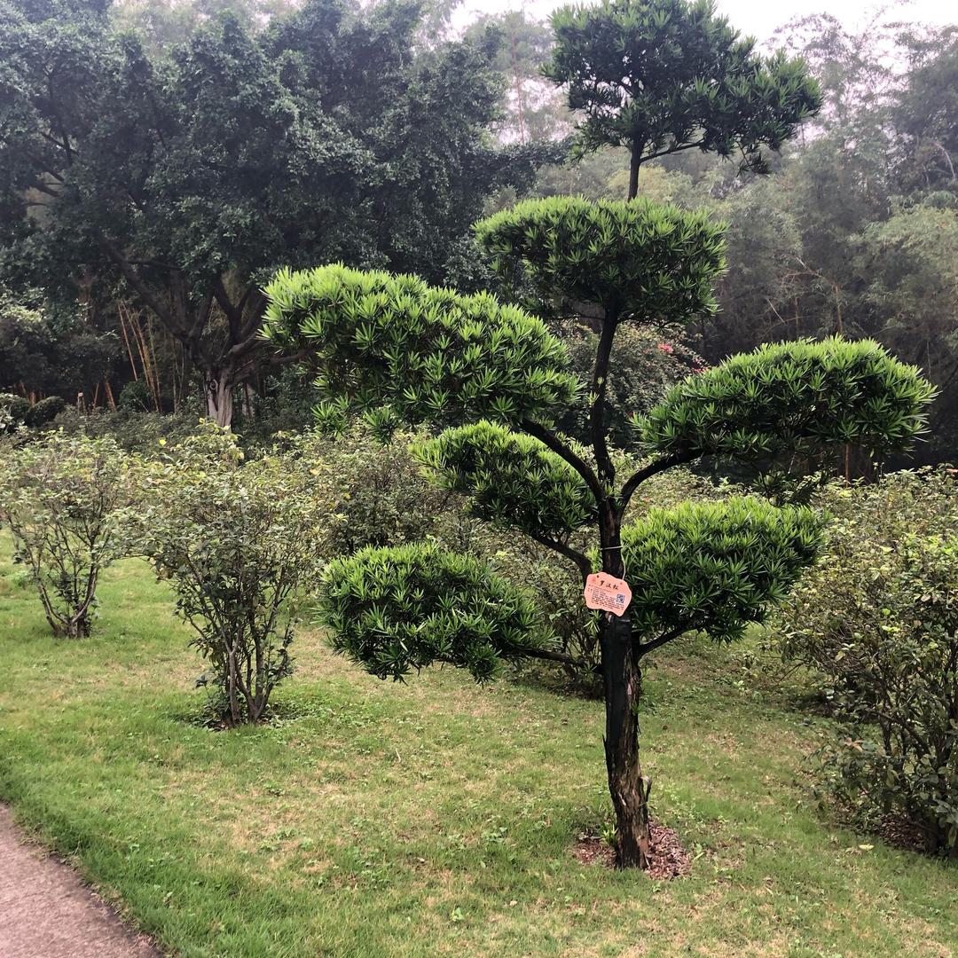 专