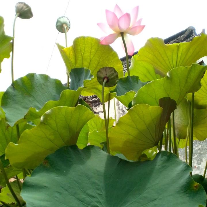 红苹果