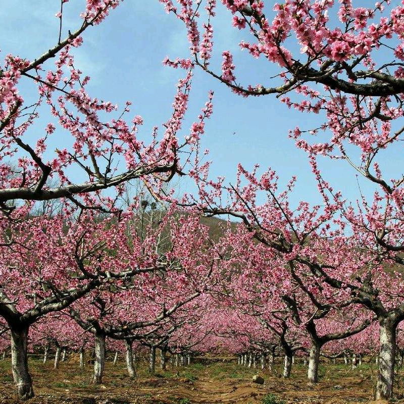 芦庙高铁李家桃园