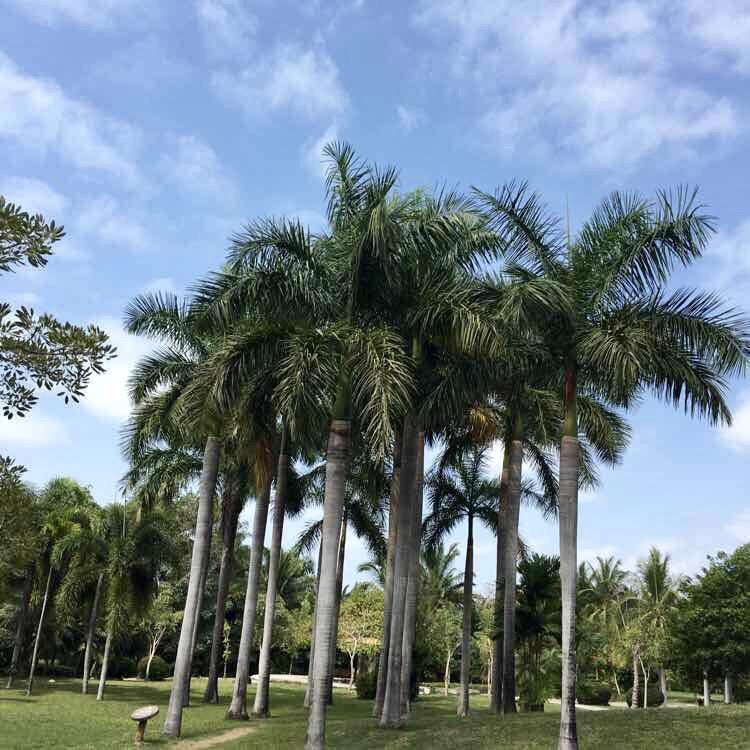 大洋
