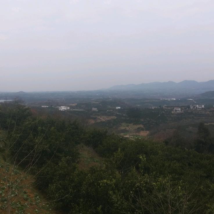 水果光头大叔