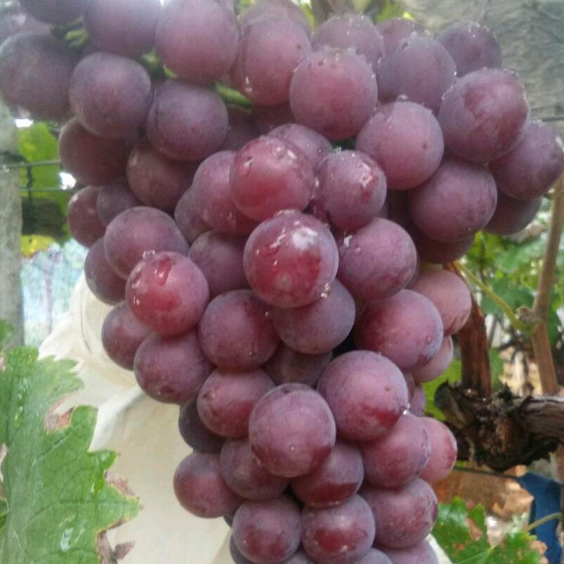 宜阳李寨葡萄采摘园-老李