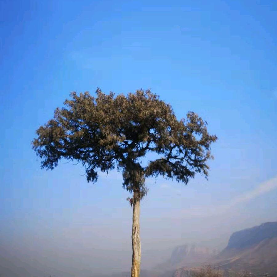 西伯利亚狼(^_^)