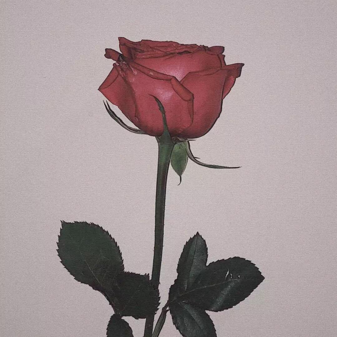 吃西红柿长大的番茄🍅