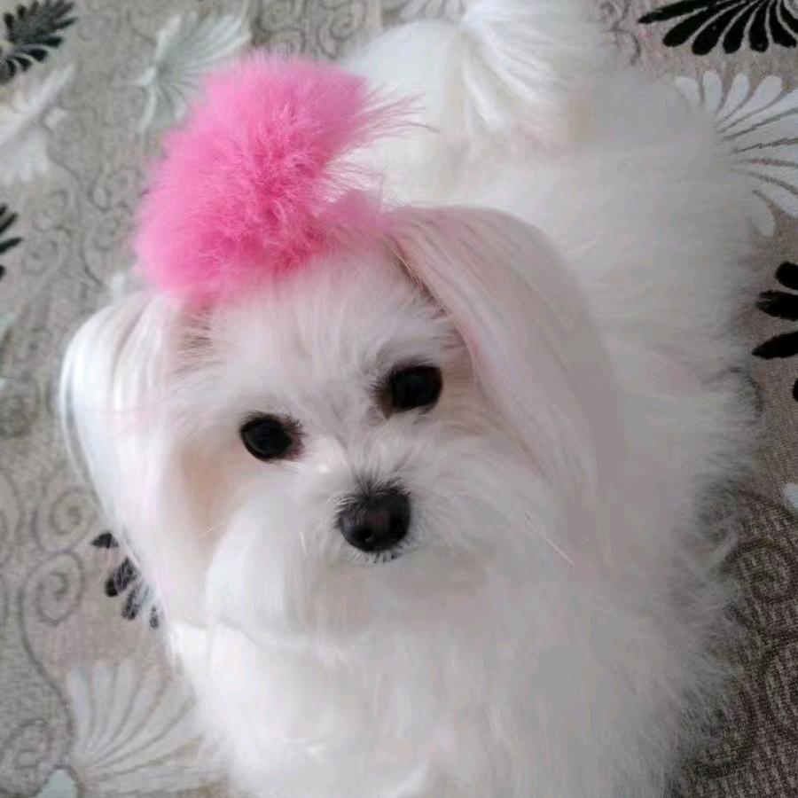 雨露（拒私聊拒连赞）