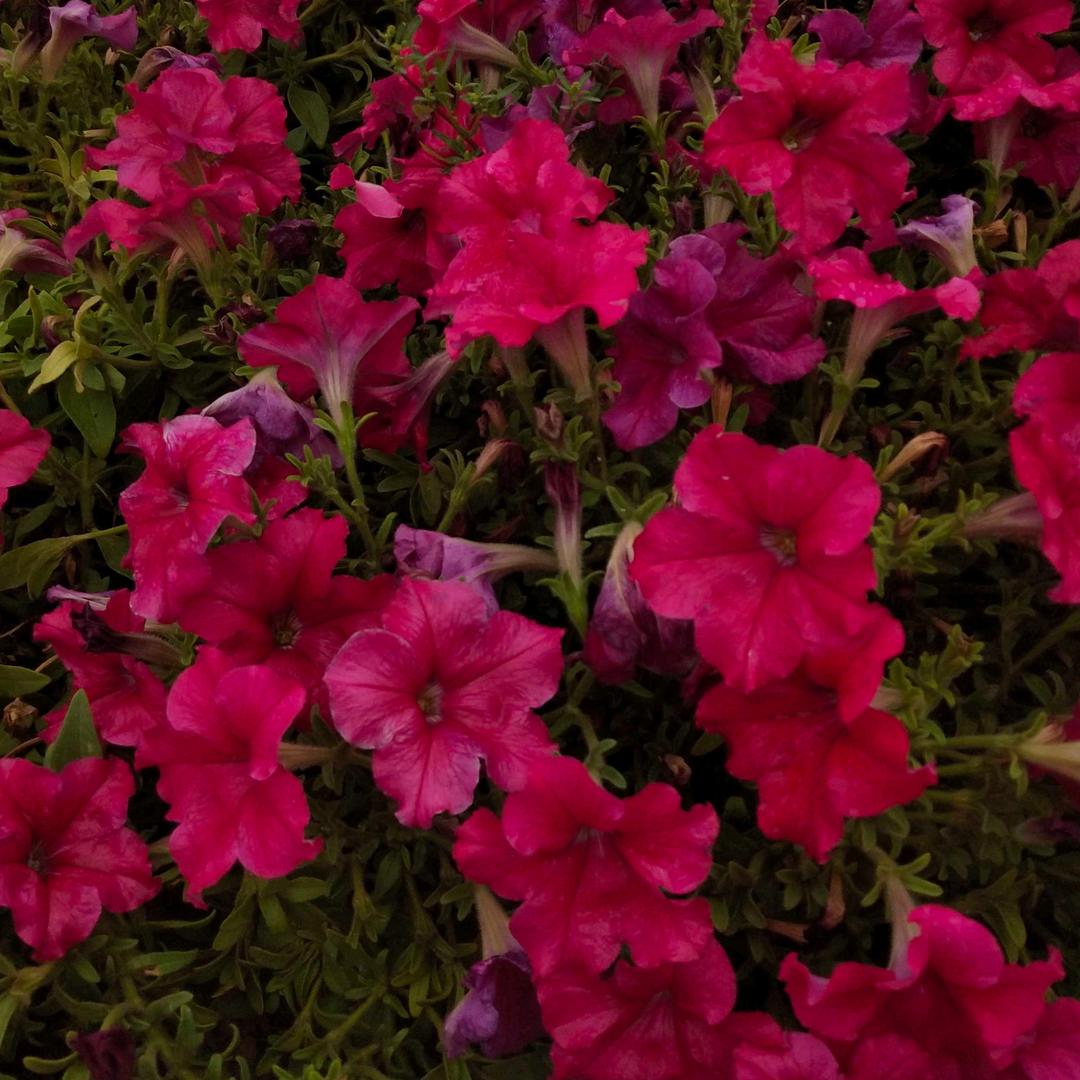 春暖花开