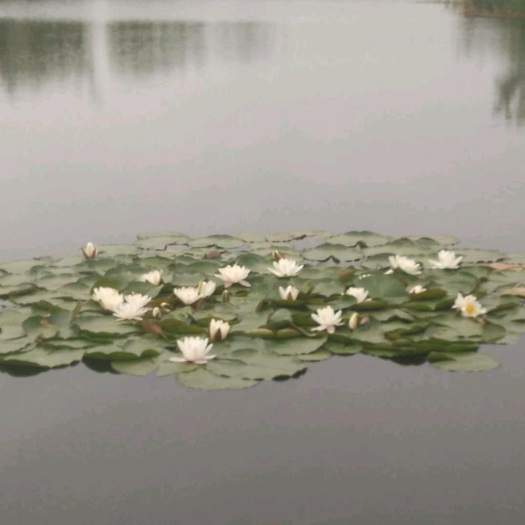 白水本本