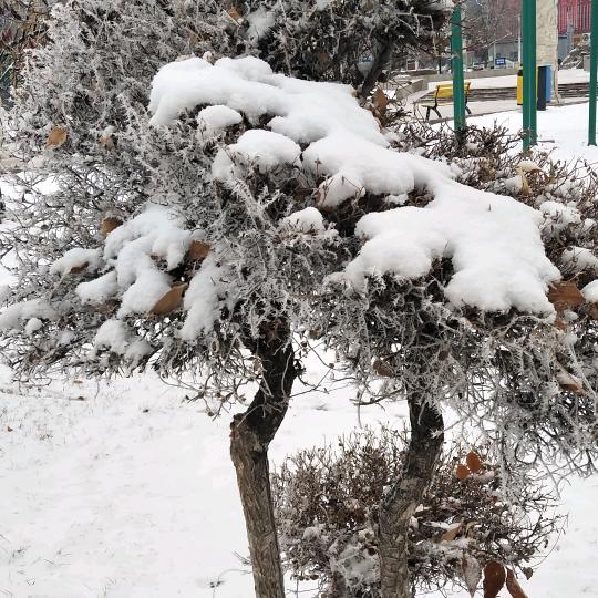 花开蝶自来《花落汝相伴》