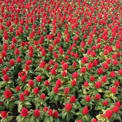 每天有个好心情