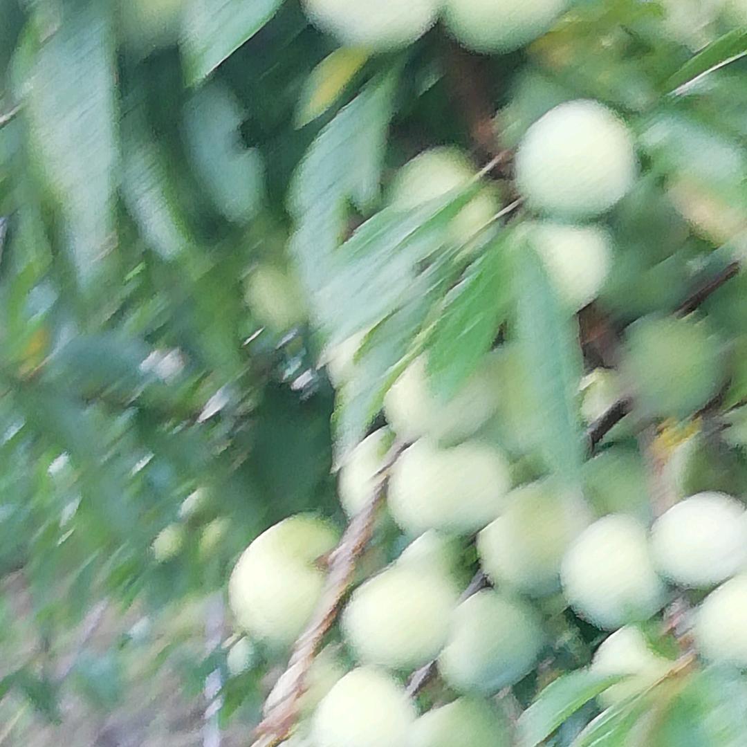 李子园张姐