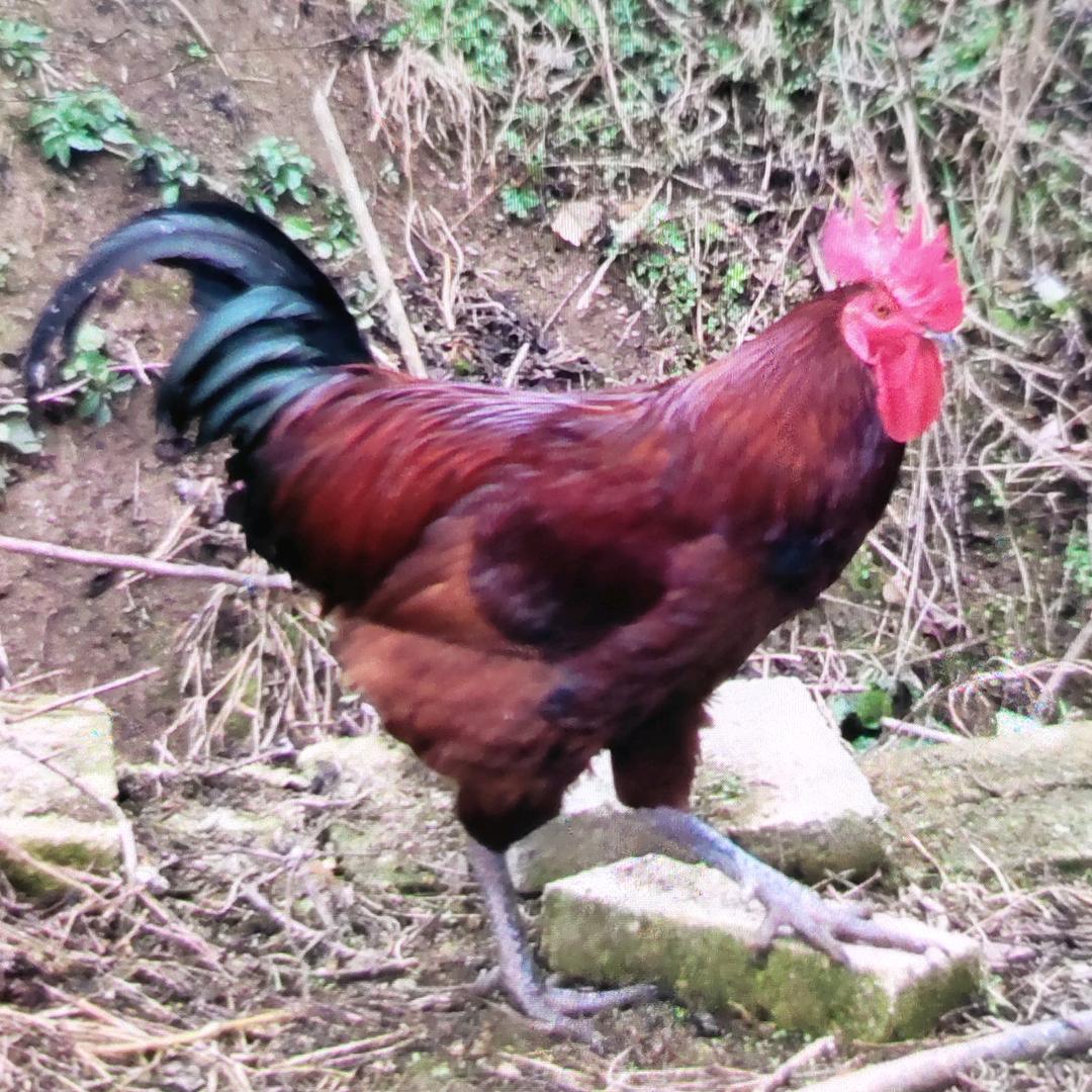 明红牧场
