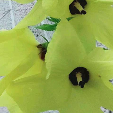 🌷🌷不一样的我