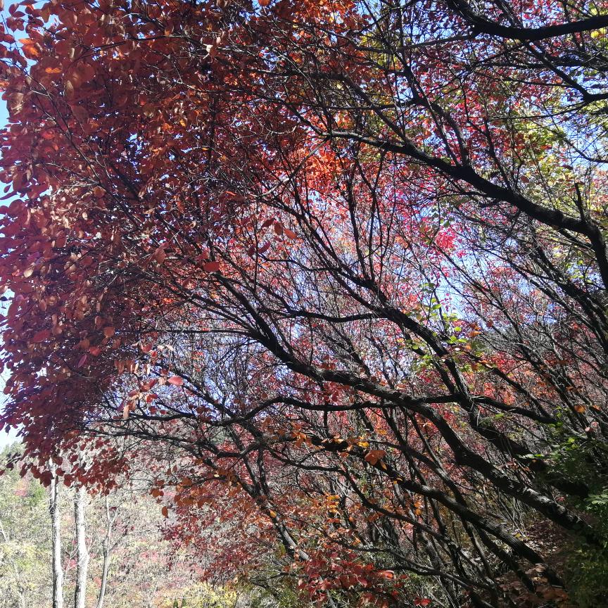 锋雷侠