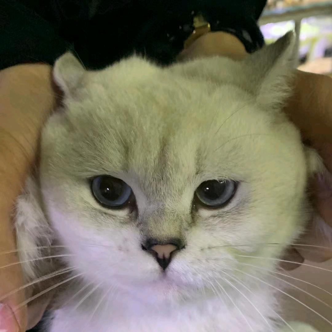 哑剧.