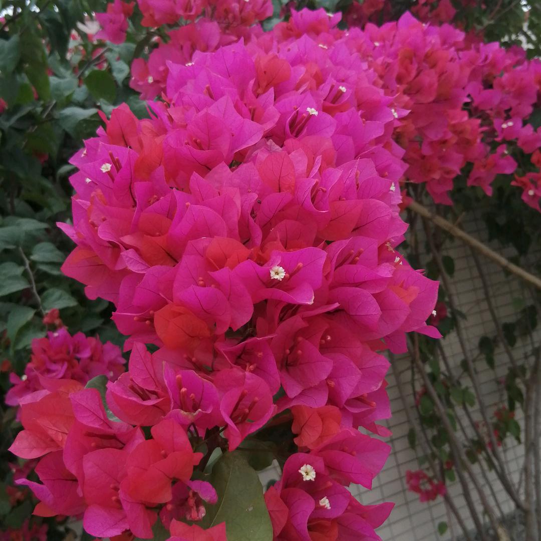 菲雨